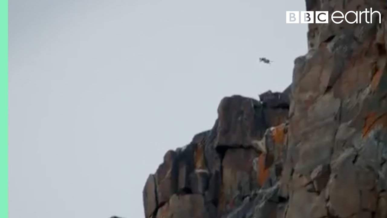 Chick Jumps Off Cliff Life Story BBC Earth