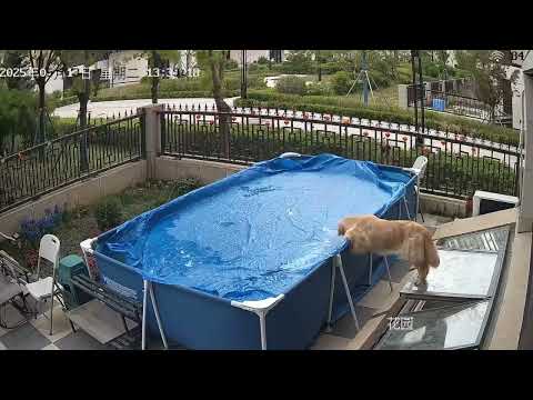 Dog jumps onto covered pool and nearly uncovers it in Liaoning, China