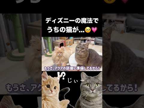 ディズニーと猫のコラボ映像を楽しもう サムネイル