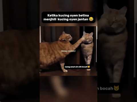 iseng banget si oyen#shorts #kucing #funnycats #catlovers #kucinglucu