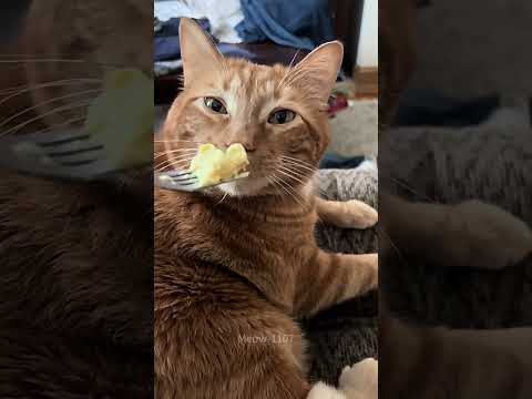 Cat:Nasty odors🤢#funnycat #cats #funny #catvideos