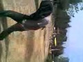 Horsetachio