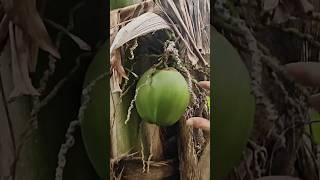 1 Acre Farm Coconut Palms Borewell Drip irrigation ♥️👍