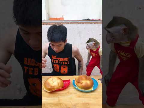 I Lost Ryan Trahan Grilled Cheese | smart monkey #monkey #funny #comedy#cute #babyanimal