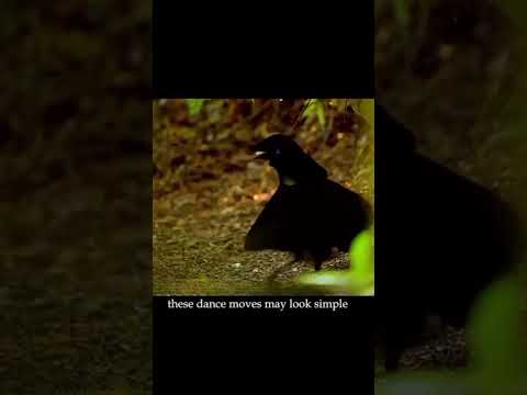 bird of paradise ❤️😱🤯 #youtube #amazingfacts #facts #shorts #trending #explore #telugufacts