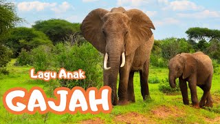 Lagu Anak Gajah versi 2 - Lagu Anak Indonesia