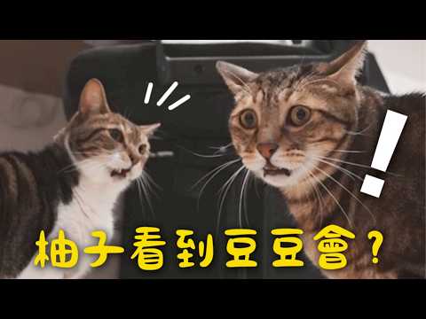 【黃阿瑪的後宮生活】柚子看到豆豆會？滿臉困惑！