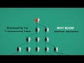 Human Ancestry and Genetic Lineage