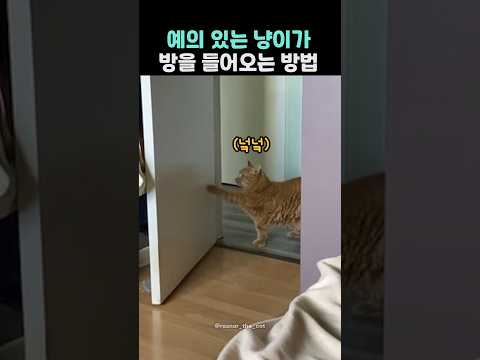 예의 있는 냥이가 방을 들어오는 방법
