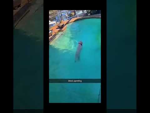 funnydogs#cute#doglover#doglife#cure#dogshorts#pet#doglife#dogshorts