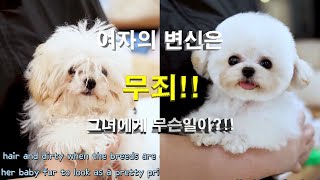 [푸들배냇미용] 여자의 변신은 무죄라더니... 진짜..너냐?!!! 생후 6개월 푸들의 명랑소녀성공기! #강아지 #강아지유튜브 #강아지브이로그