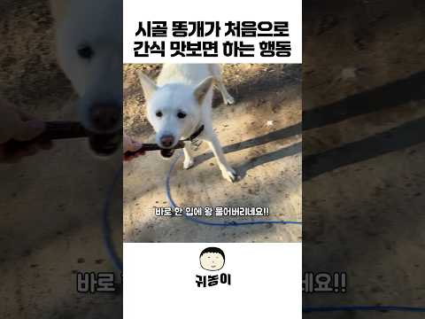 강아지가 간식을 처음 맛 보고 보인 수상한 행동 #강아지 #귀농 #농촌생활 #동물농장 #shorts