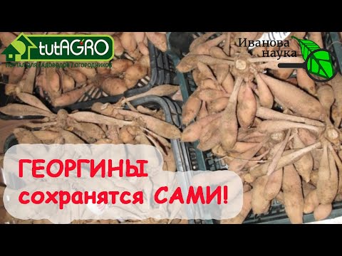 Копаем георгины! Секрет хранения георгинов без потерь и гнилей. Природная защита клубней от болезней