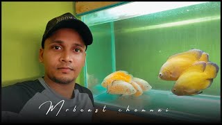 மறுபடியும் என்னோட சின்ன வயசுல வாங்கினா மீன் வாங்க போறான் 🥺|gold fish angel fish|koi fish|#aquarium 🔥
