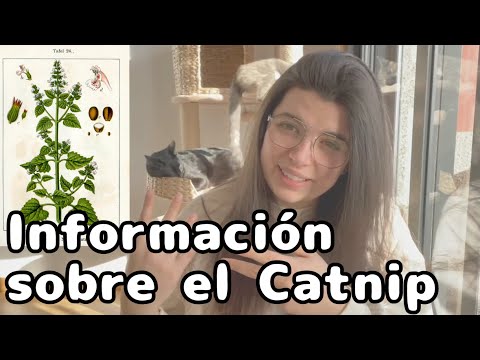 Información sobre el Catnip