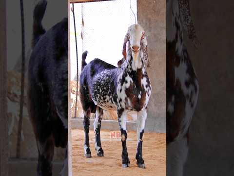 Which one is the BEST? ❤️ #bakraeid #bakraeid2024 #bakraeidspecial #bakra #goats #trending