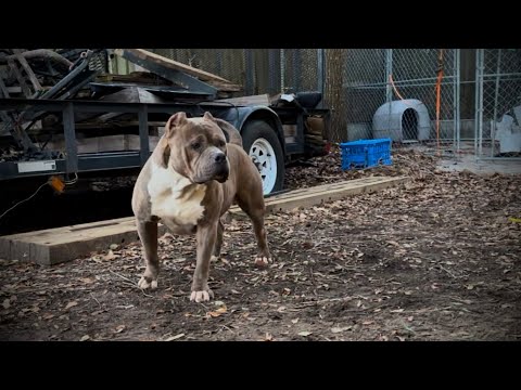 Best XL Bullies in the country!!!!   Playtime with some bulls. Hollywood and Storm