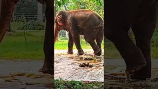 Billu Bhayankar #goldenretreivers #animal #elephant #hati #zoo #cute #ytshorts #shortsfeed #shorts