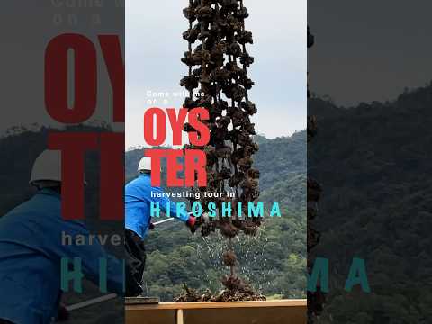 From Sea to Table: Discover Japan’s #1 Hiroshima Oysters｜JNTO