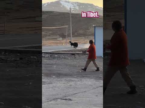 Tibetan land, black bears are coming to the countryside. #shortvideo #americanbear #tibet