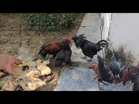 Black chicken mating Fight 🐓🙈 | Animal life 🧬