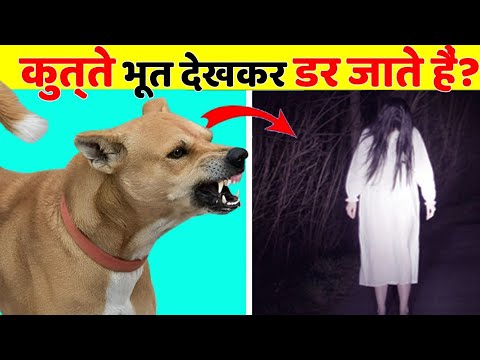 What Can Dogs See That Humans Can't || Facts In Hindi || its facts latest video