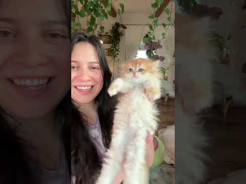 Clementine’s Litter #britishlonghaircat #kitten #cute