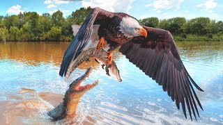 "عندما تلتقي النسور الجائعة 🦅 بصغار التماسيح 🐊:شاهد رد فعل الأم 🐊❤️ الذي صدم الجميع!"#عالم_الحيوان
