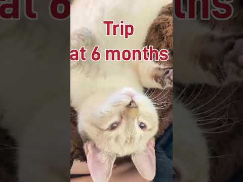 Only Oscars Ragdoll Cat-Trip He’s super adorable.