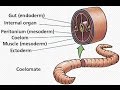 Body Plans and Evolutionary Constraints