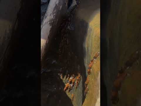 Thousands of climbing catfish filmed scaling waterfalls