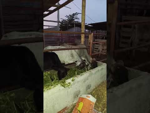 Grabando a mis Vacas por 3.13 minutos