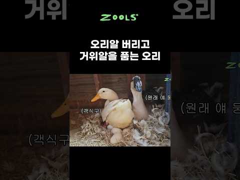 <strong>거위알</strong> 품는 오리의 사연