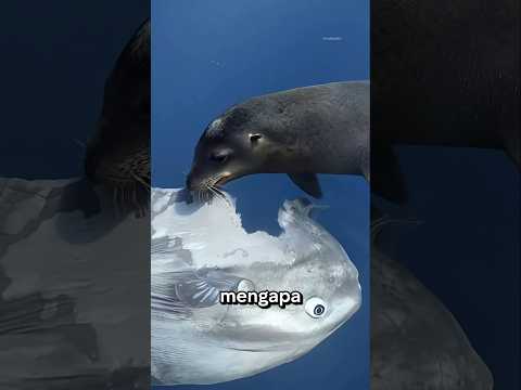 Ikan ini Sangat Bodoh
