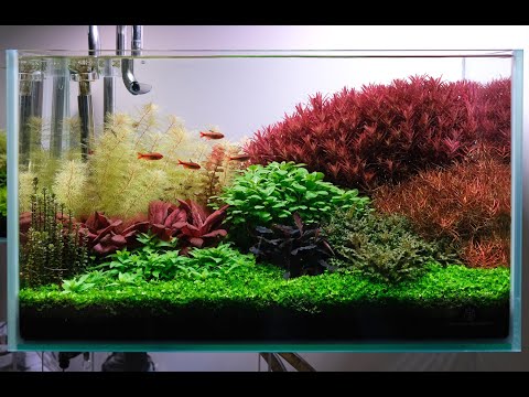 2ft Dutch style aquarium featuring Hyphessobrycon myrmex (Fire ant tetra)