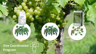 Grapes video
