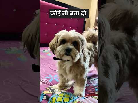 ♥️#comedy #dog #cute #pet #viral #ytshorts