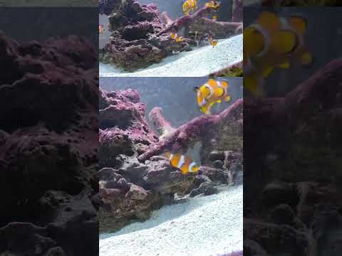 8 clownfish in a saltwater aquarium