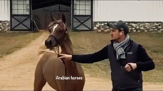 Arabian Horses For Sale خيل عربي اصيل للبيع مهرة عربية  للبيع
