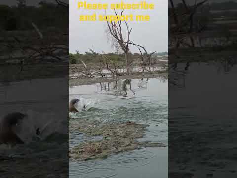 ||unique style catching big rohu fishes single hook fisherman||