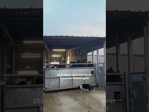 Not a Movie: Real Horses, Real Consequences #help #horse