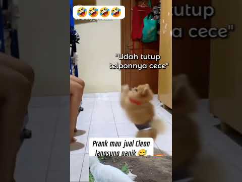 dogy panik gak mau pindah majikan😁😁#dog
