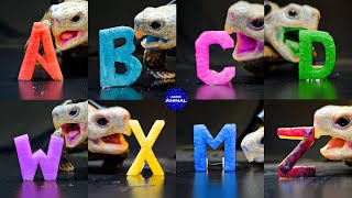 ASMR Mukbang Eating Rainbow Alphabet 🐢 Turtle Tortoise 172