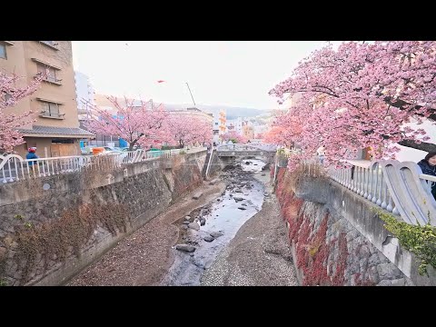 Early Sakura Bloom in Atami, Shizuoka - A Walk Through a Seaside City • 4K