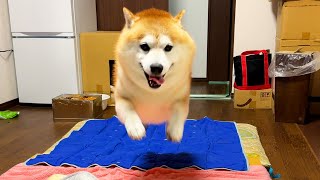 雨の全身ふきふきから解放され、全力のヒャッホージャンプでお部屋に飛び込んでくる柴犬
