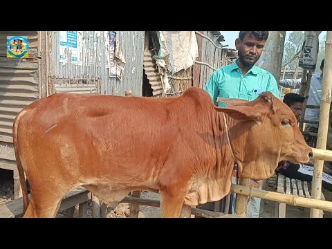 @ আজ ১০ মার্চ"২৫|| আমবাড়ী হাটে মোটাতাজার শাহীওয়াল জাতের ষাঁড় বাছুর গরুর দাম|| দিনাজপুর||