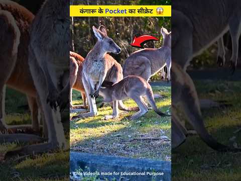 कंगारू Kangaroo के Pocket का सीक्रेट #shorts