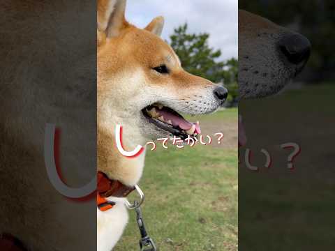 犬の動画サムネイル - 柴犬とんニューシングル『おはなのここってきれてる唄』　#柴犬　#柴犬とん