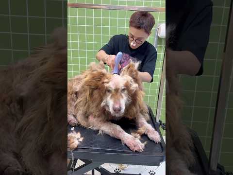 You won't believe this abundant dog was going through 🫤 #shorts