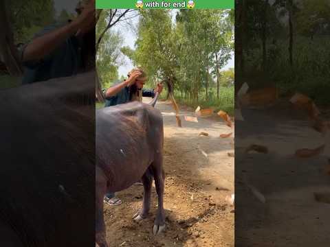 Bhains ke pichhwaade se paise ki barsaat 💸🐃😱 #shorts #funny #story